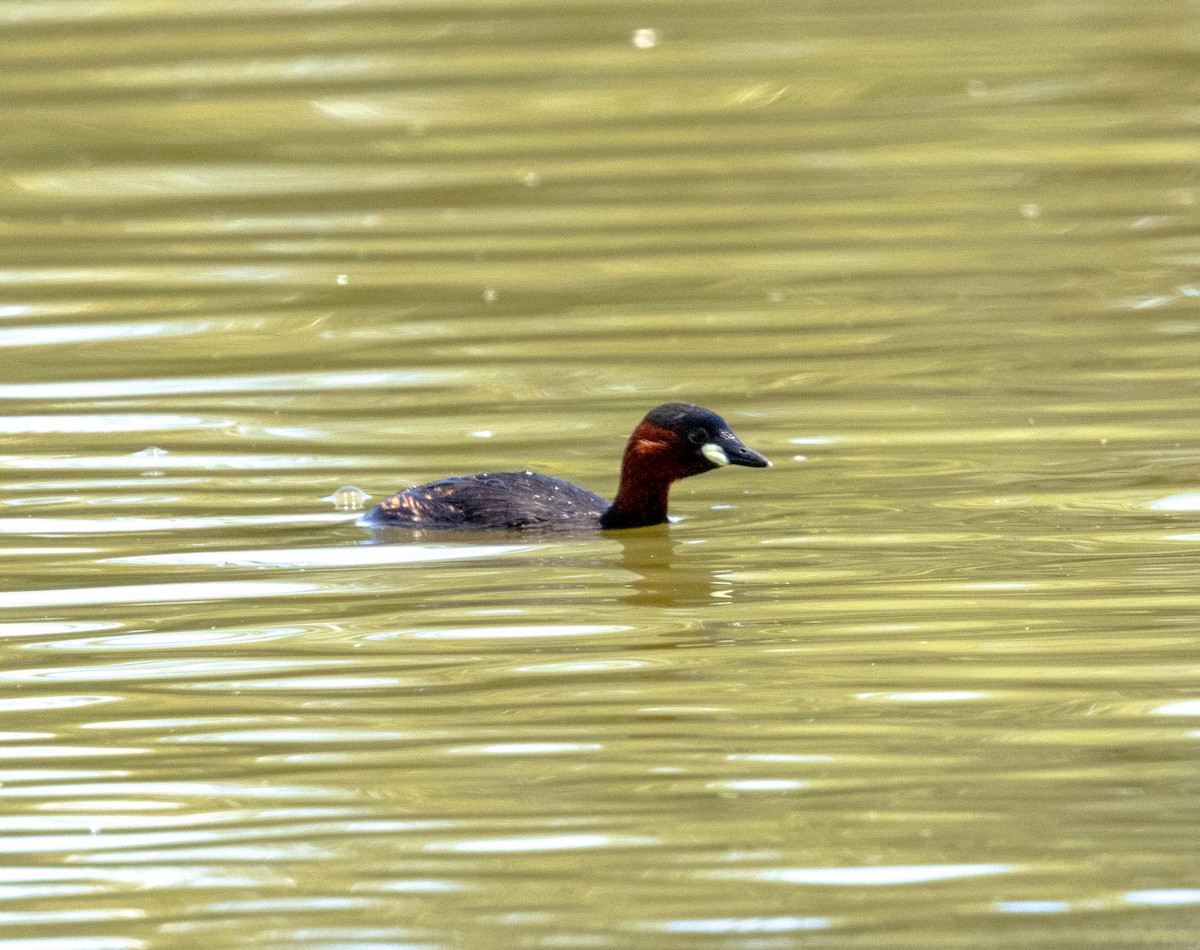 Little Grebe - ML647464851
