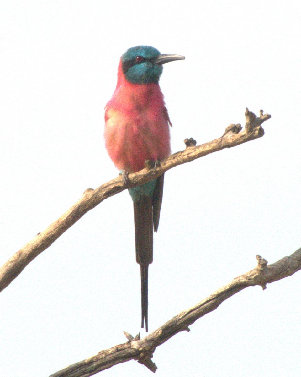 שרקרק ורוד - ML647464853