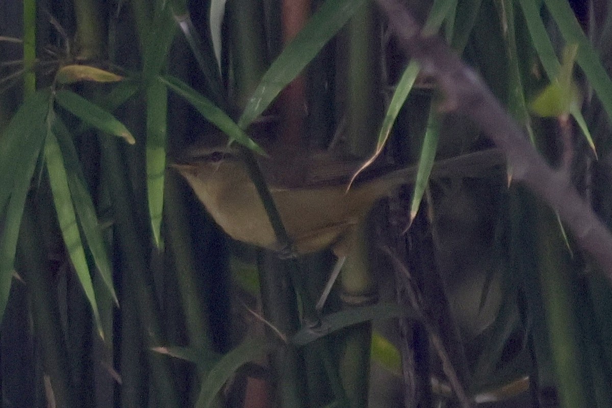 Aberrant Bush Warbler - ML647464855