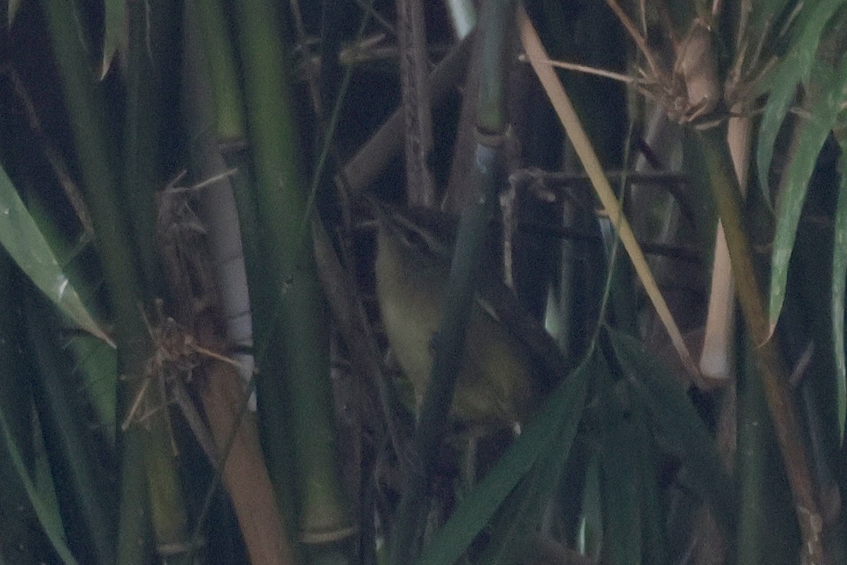 Aberrant Bush Warbler - ML647464856