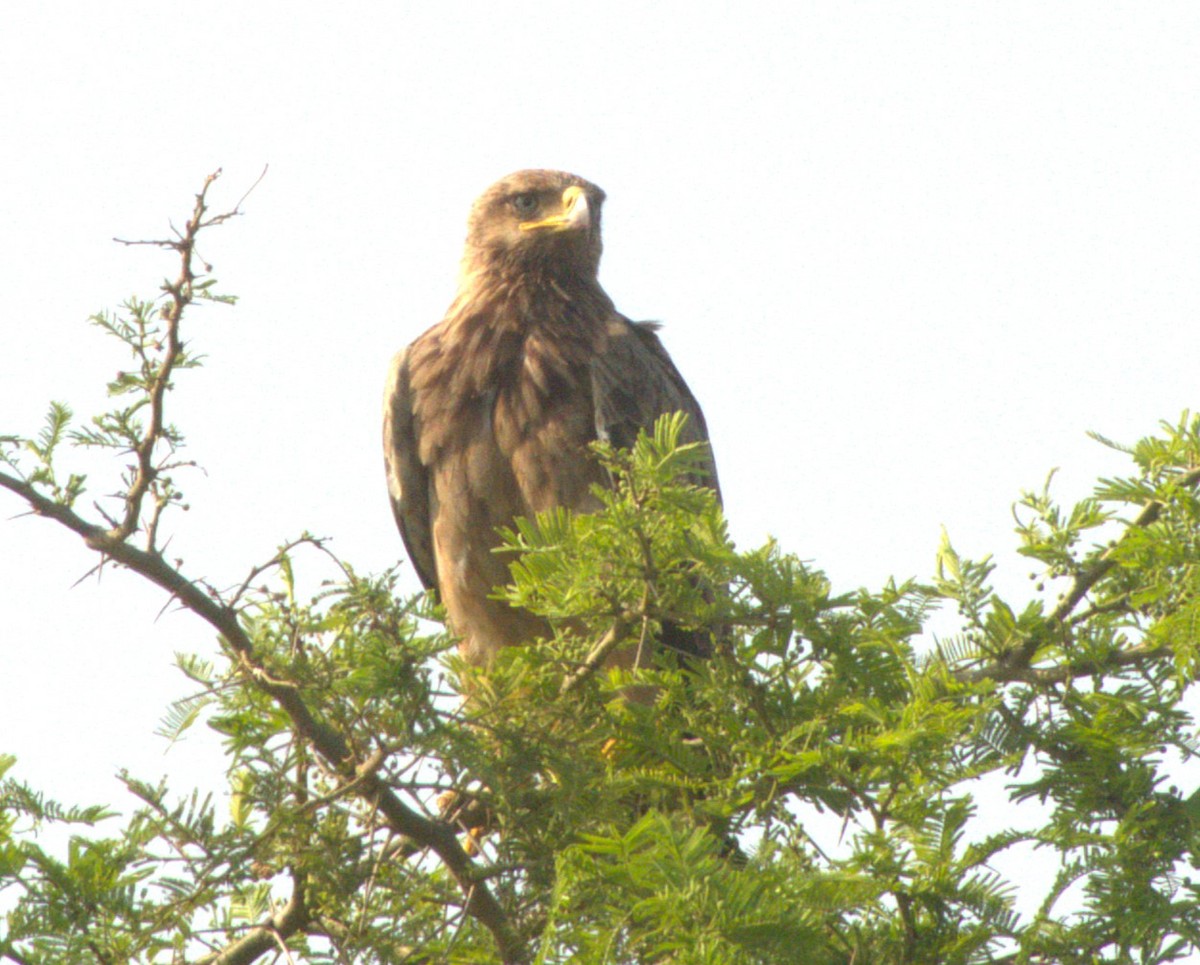 Tawny Eagle - ML647464868