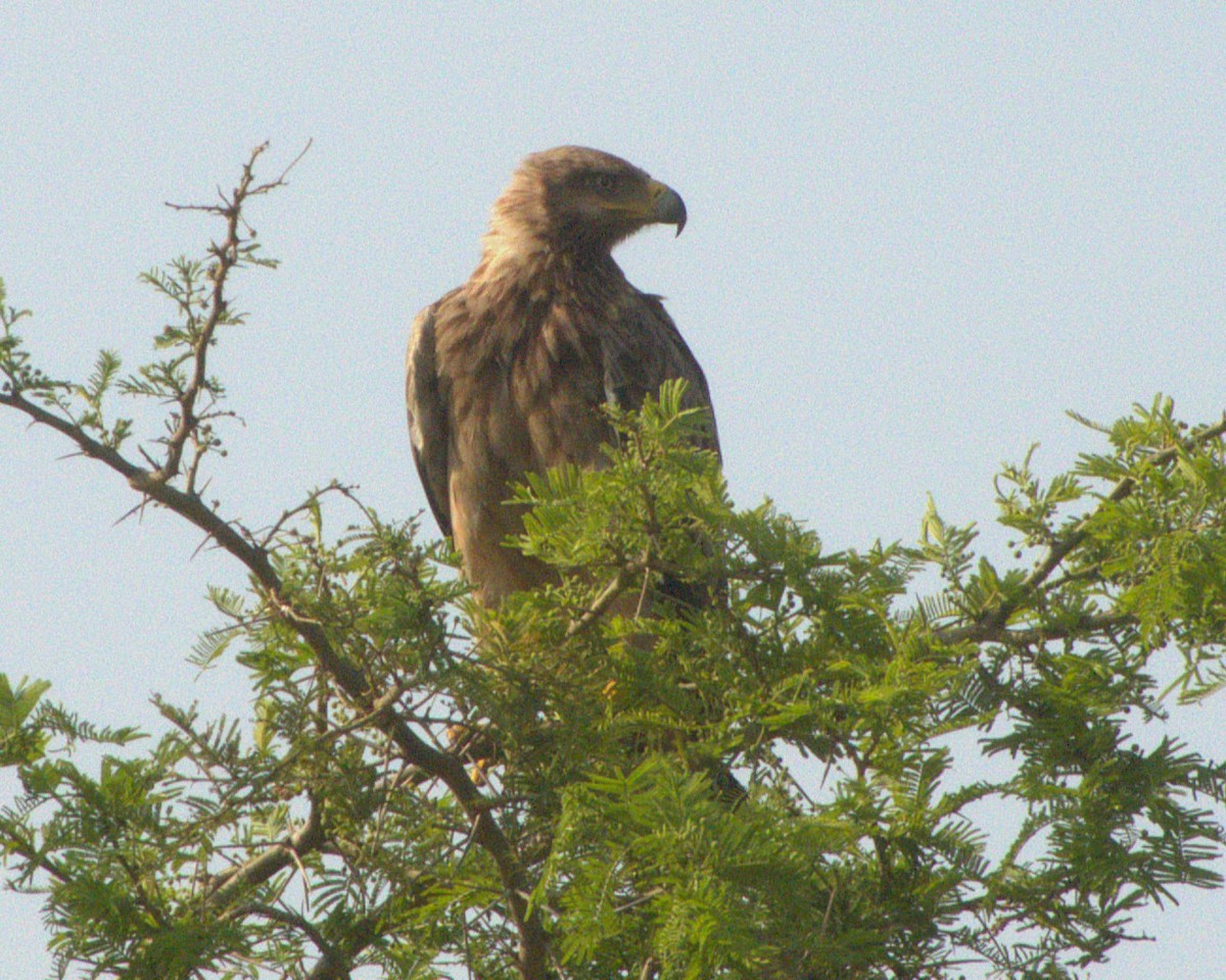 Tawny Eagle - ML647464869