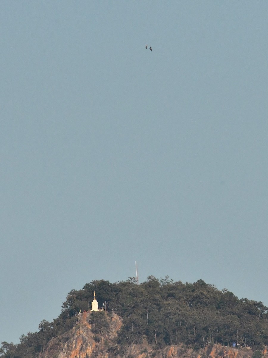 Vautour de l'Himalaya - ML647464874