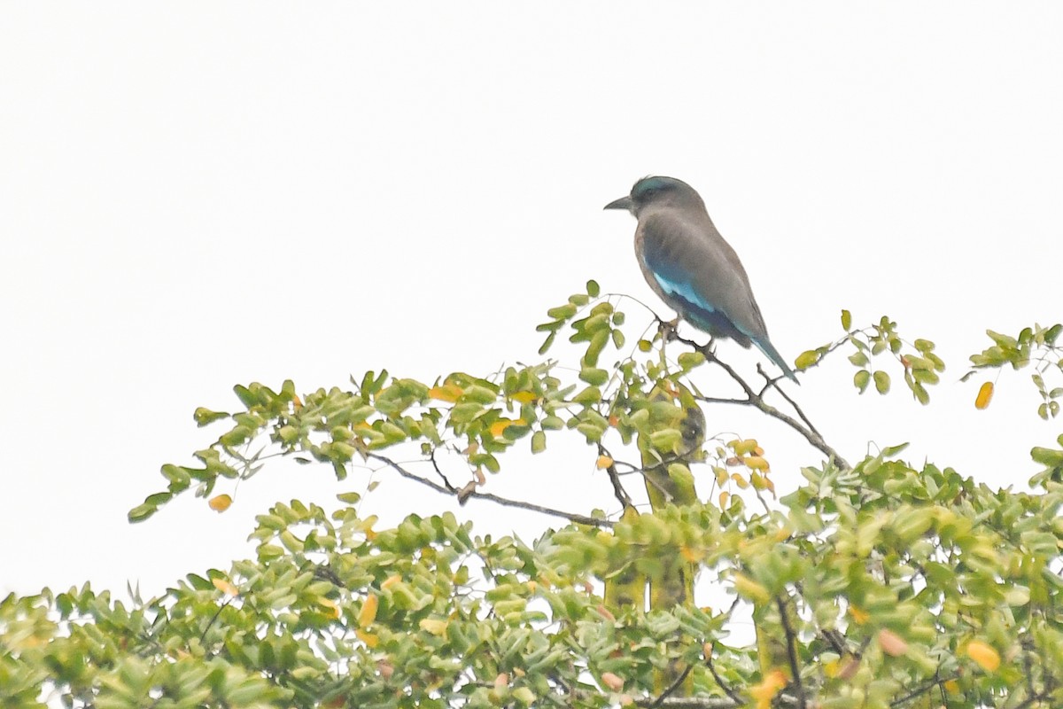 Indochinese Roller - ML647464902