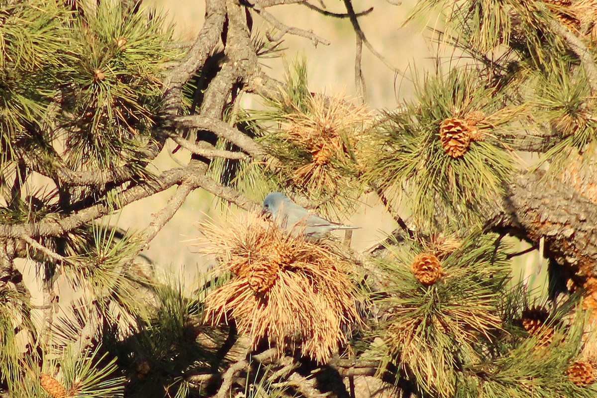 Pinyon Jay - ML647464907