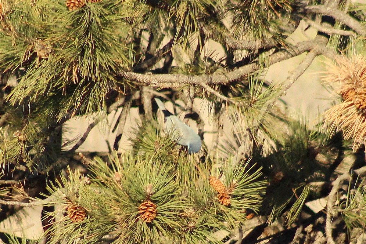 Pinyon Jay - ML647464910