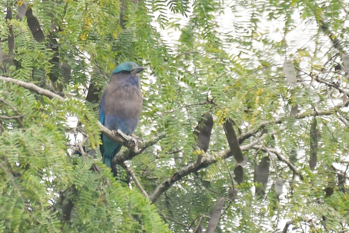 Indochinese Roller - ML647464912