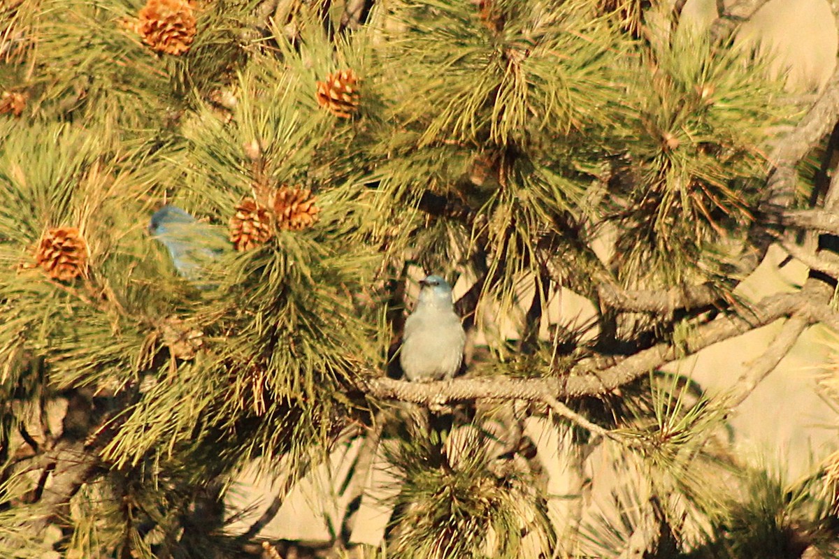 Pinyon Jay - ML647464914