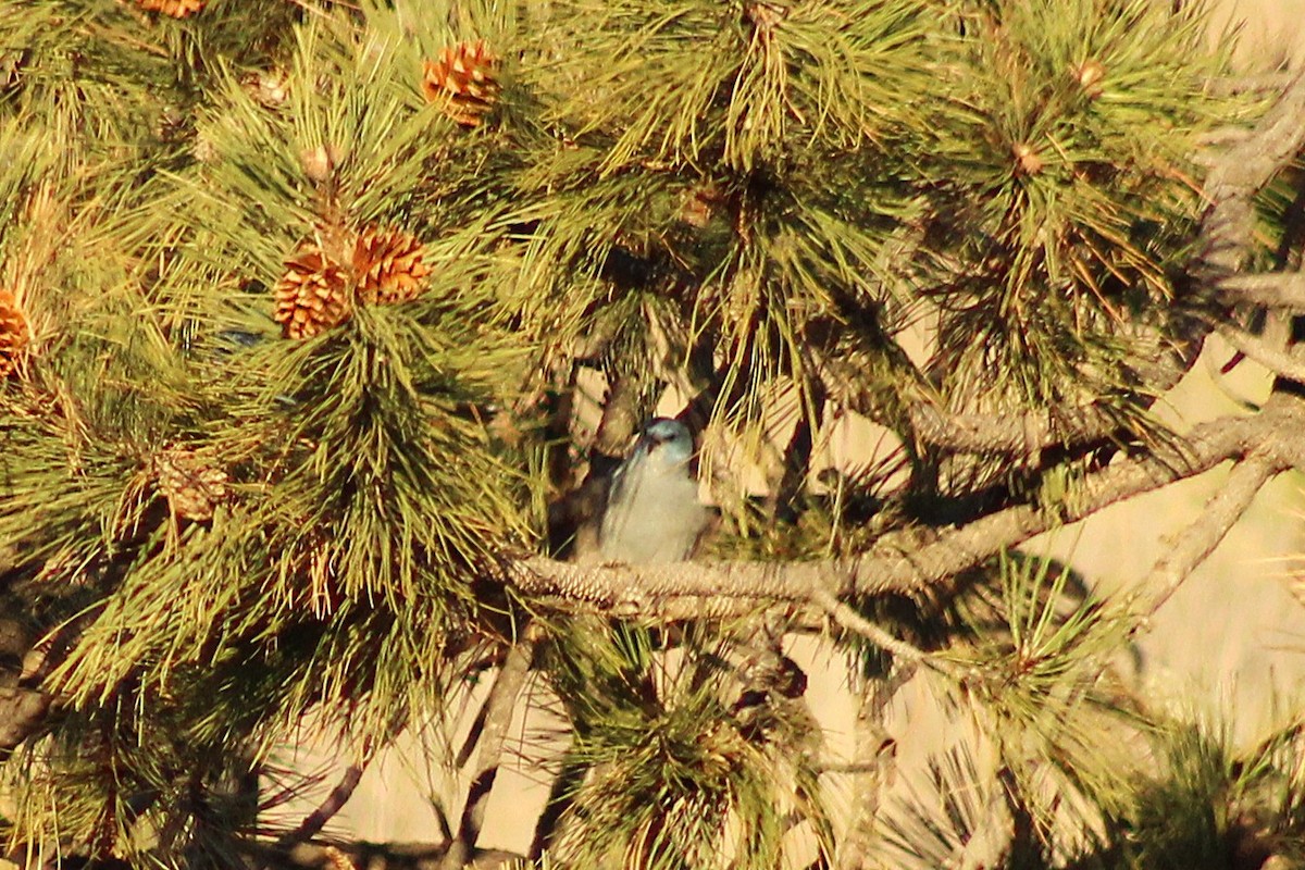 Pinyon Jay - ML647464916