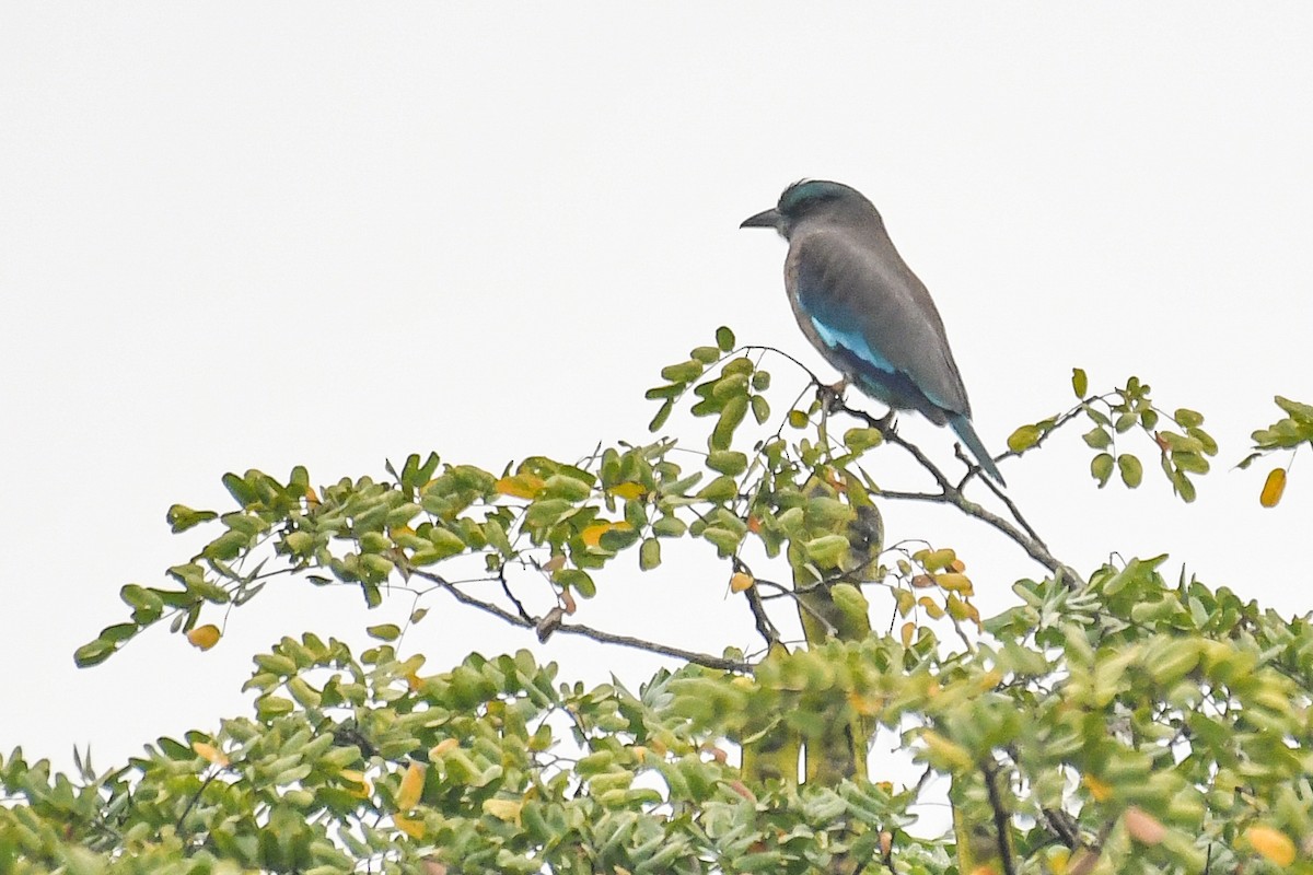 Indochinese Roller - ML647464919