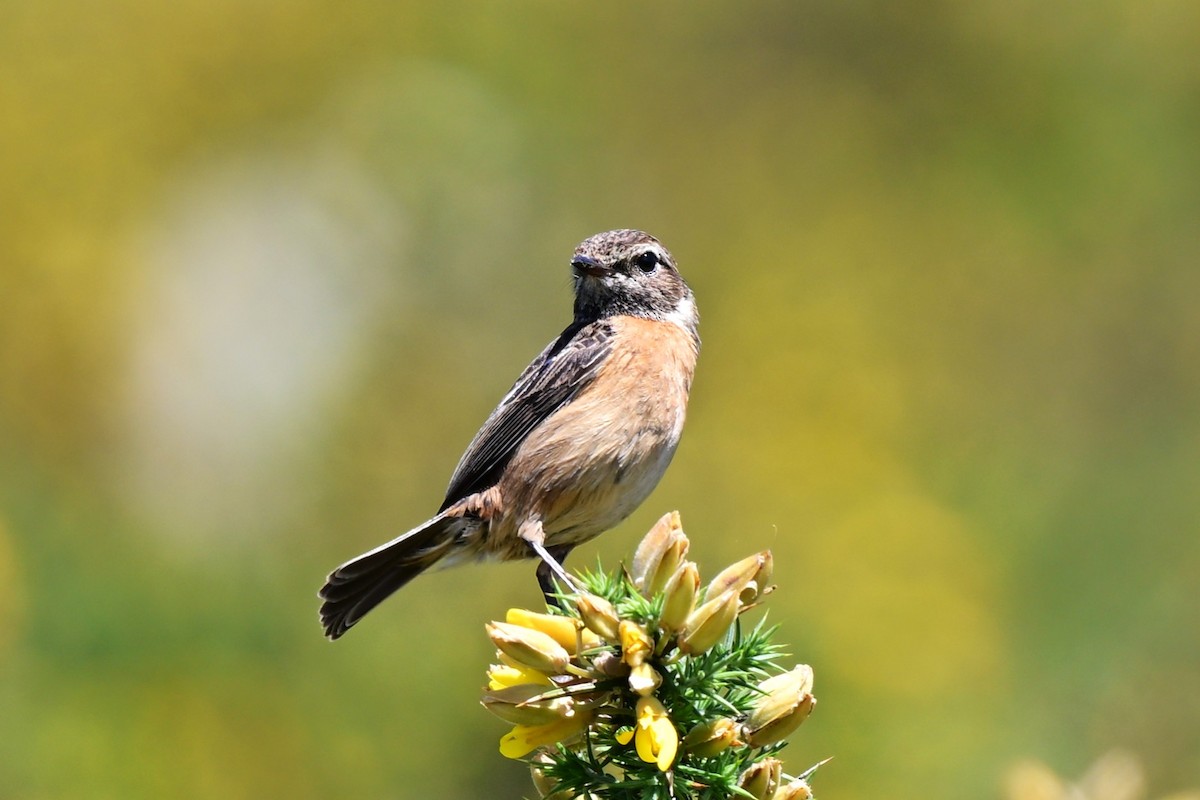 European Stonechat - ML647464928