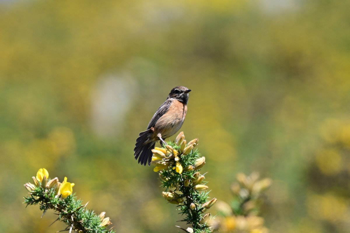 European Stonechat - ML647464929