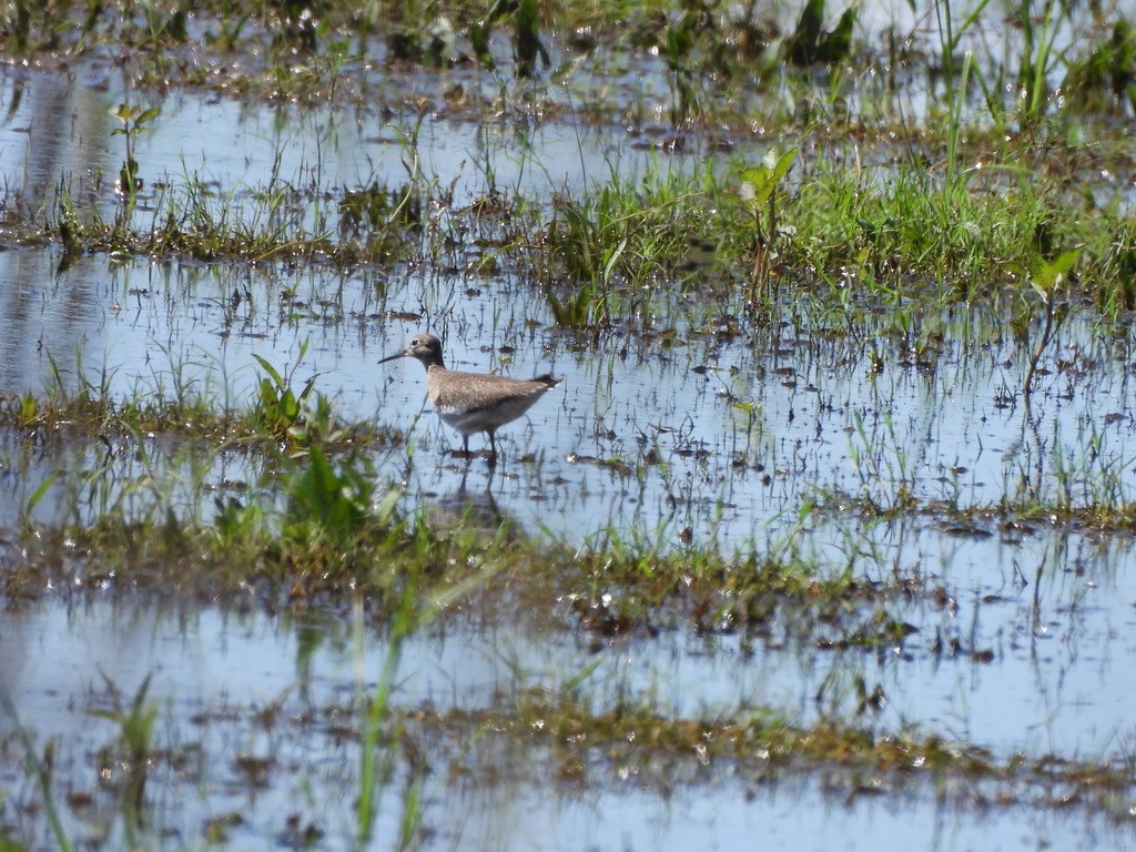 Solitary Sandpiper - ML647464939