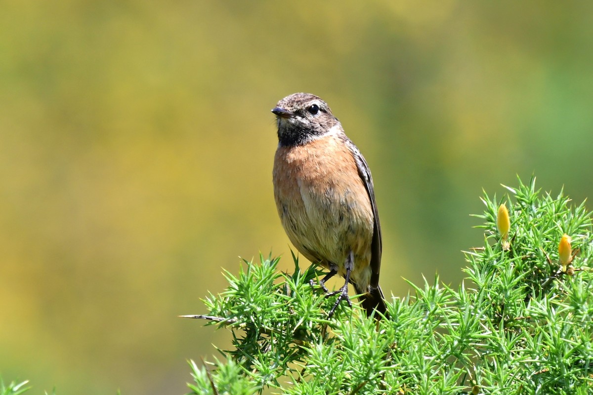 European Stonechat - ML647464941