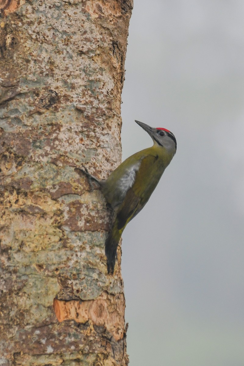 Pic cendré - ML647464943