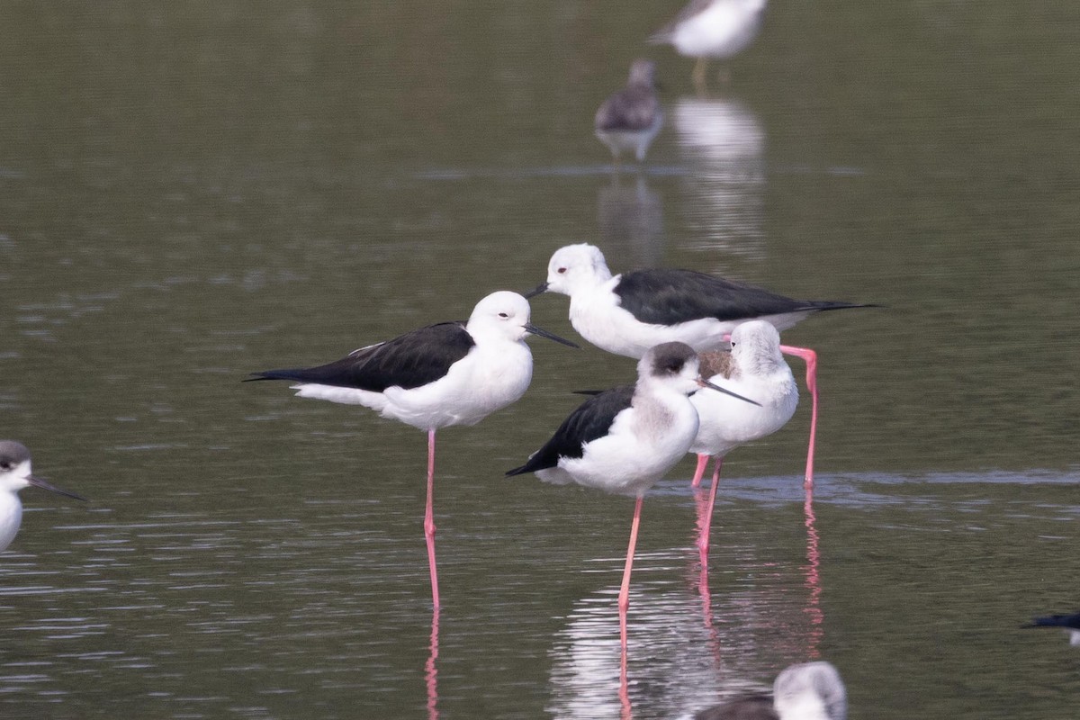 Black-winged Stilt - ML647464945