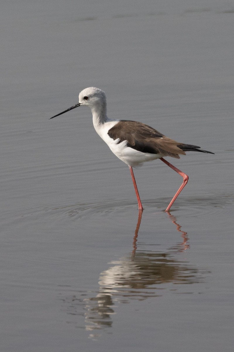 Black-winged Stilt - ML647464946