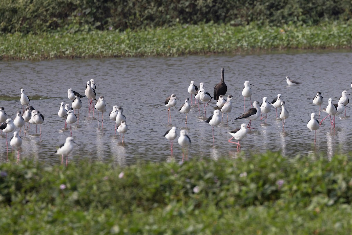 Black-winged Stilt - ML647464947