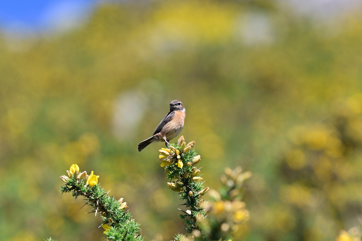 European Stonechat - ML647464948