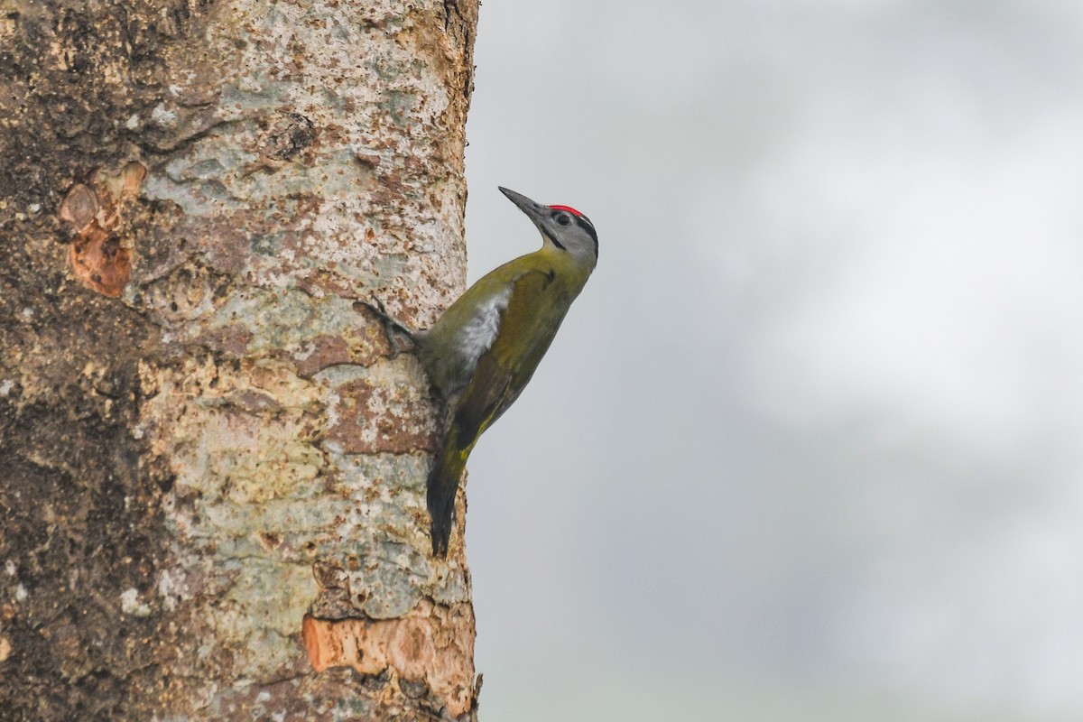 Pic cendré - ML647464953