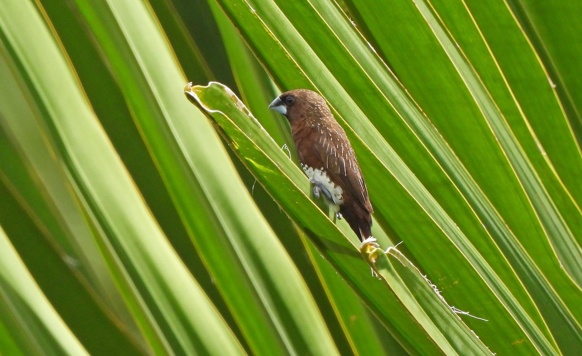 White-bellied Munia - ML647464965