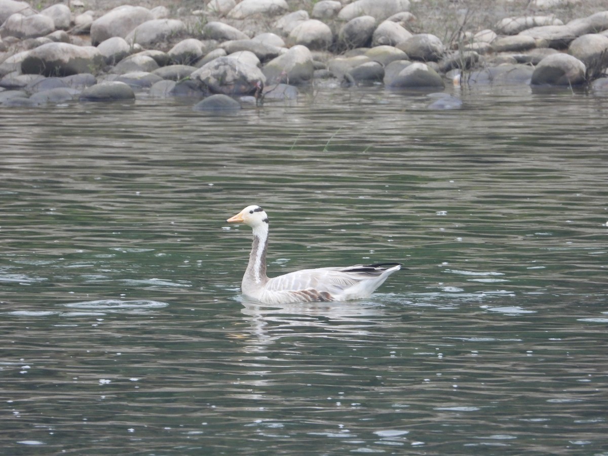 Bar-headed Goose - ML647464979
