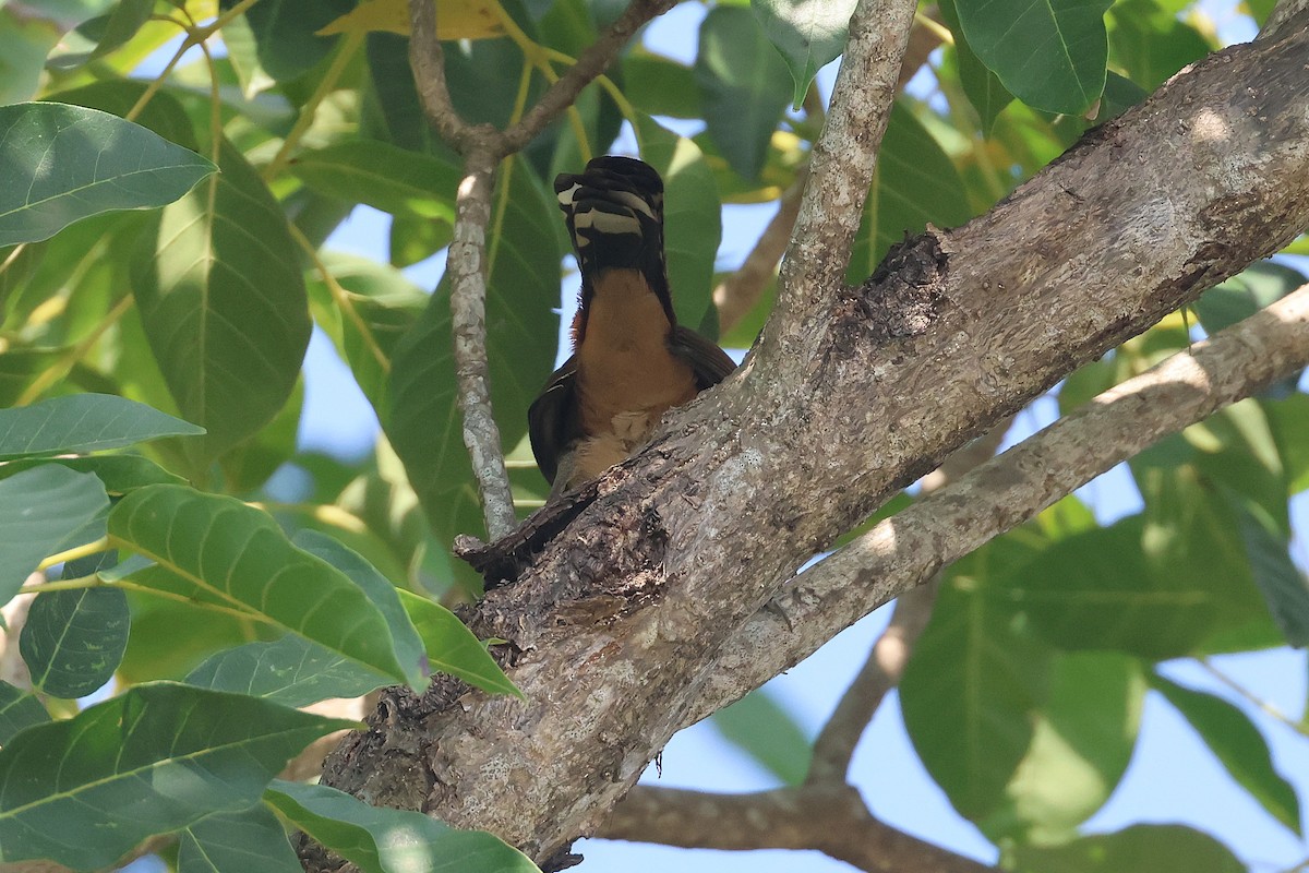 Giant Wren - ML647464987