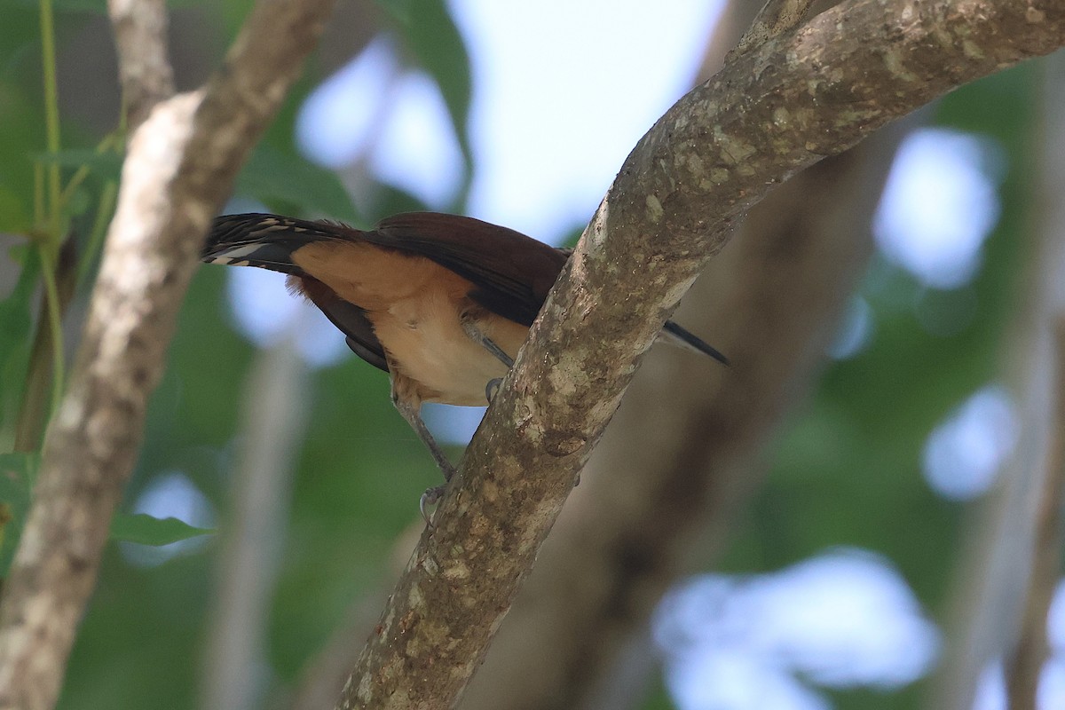 Giant Wren - ML647464988