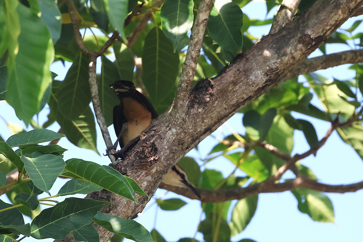 Giant Wren - ML647464989