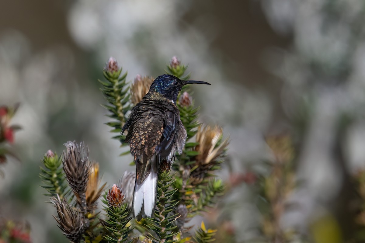 Ecuadorian Hillstar - ML647464996