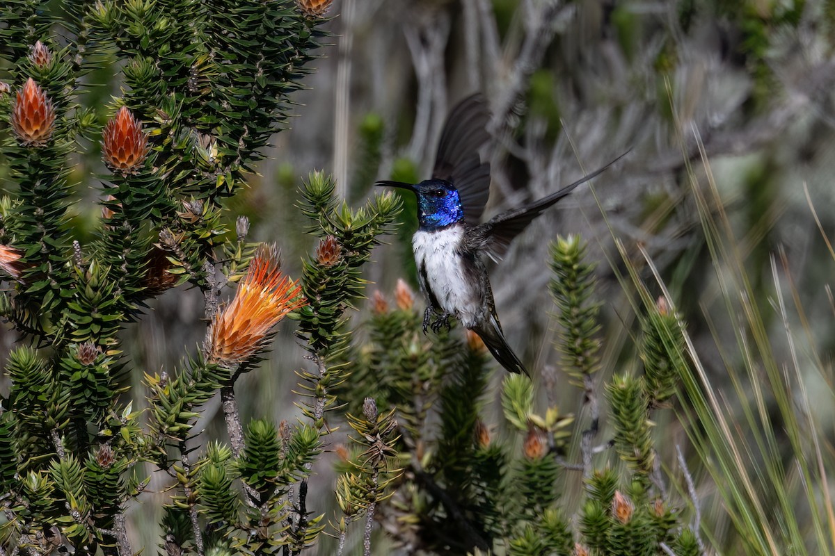 Ecuadorian Hillstar - ML647464997