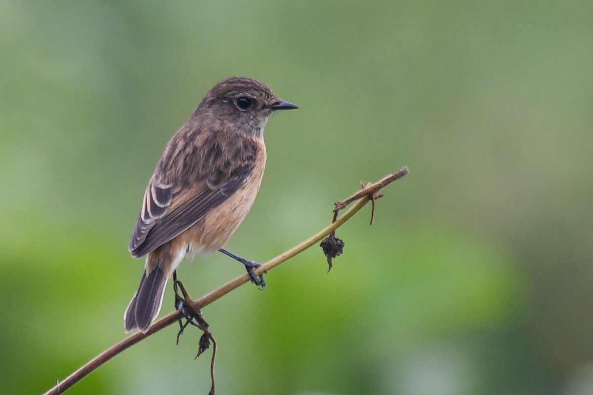 bramborníček sibiřský - ML647465016