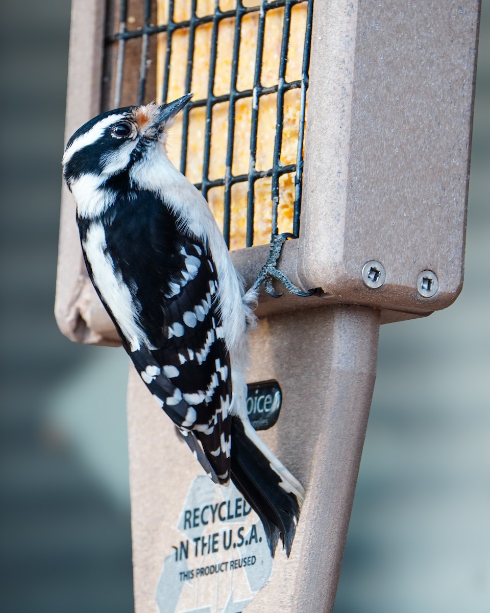 Dunenspecht - ML647465022