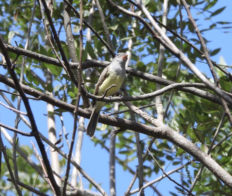 Panama Flycatcher - ML647465024