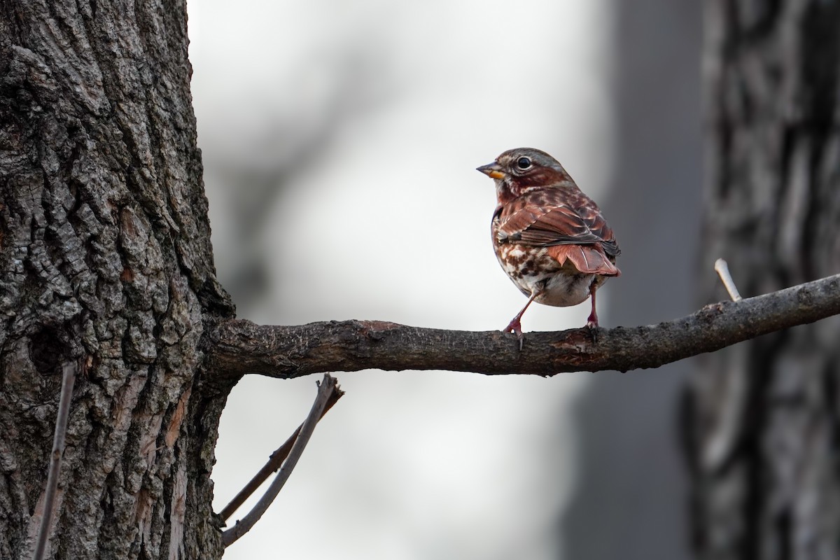 Fox Sparrow - ML647465036