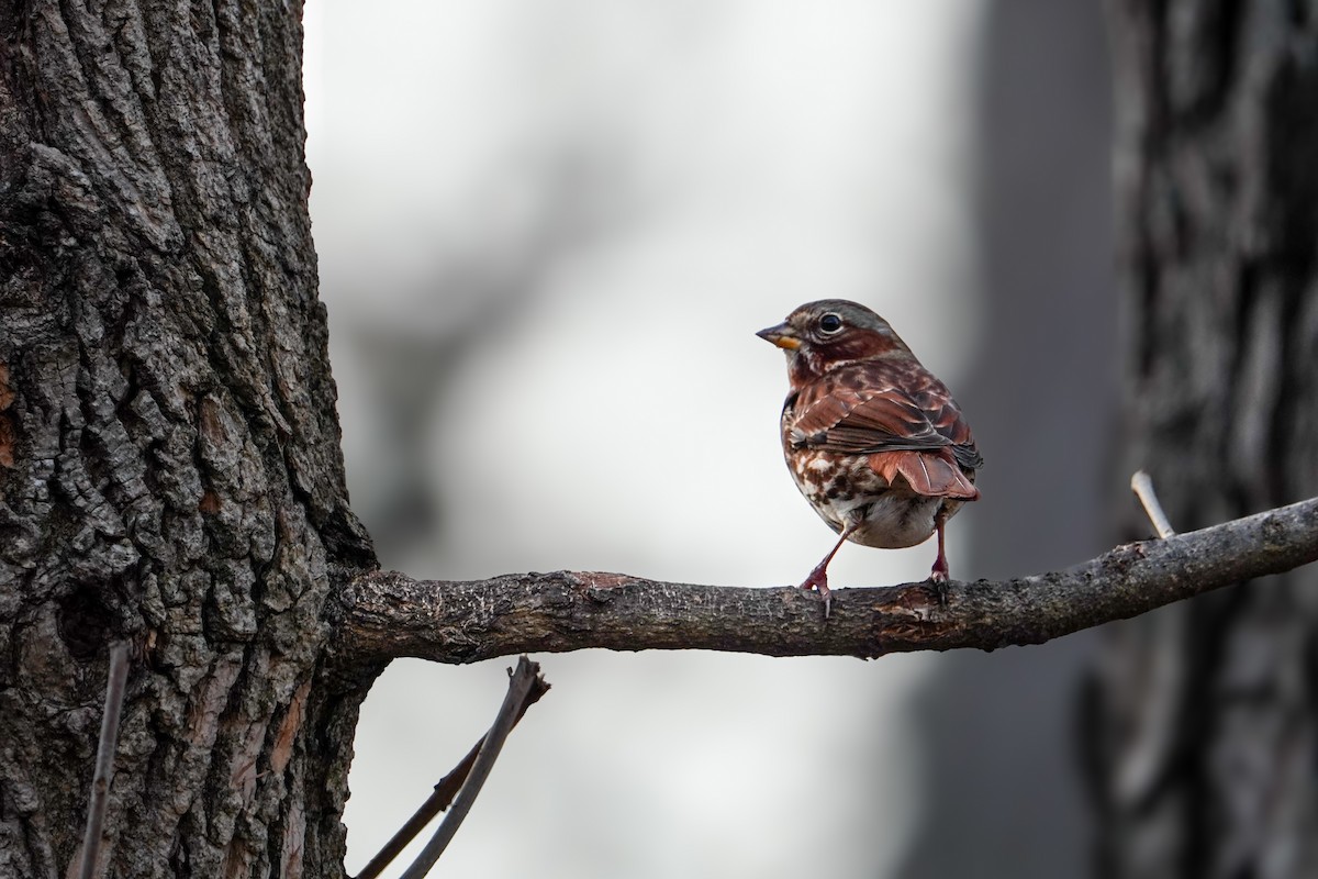 Fox Sparrow - ML647465037