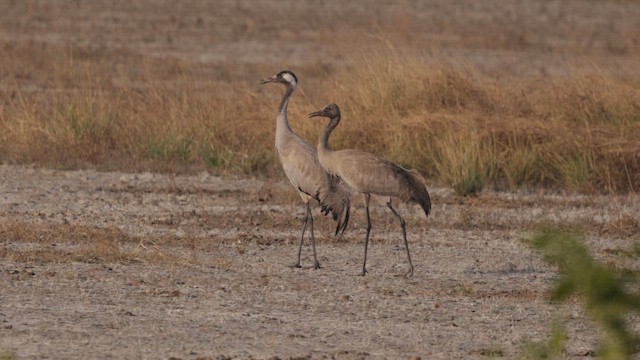 Common Crane - ML647465046