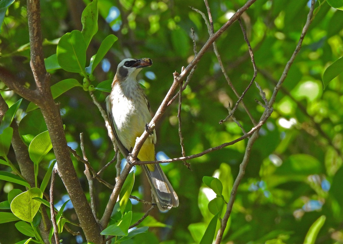 Yellow-vented Bulbul - ML647465048