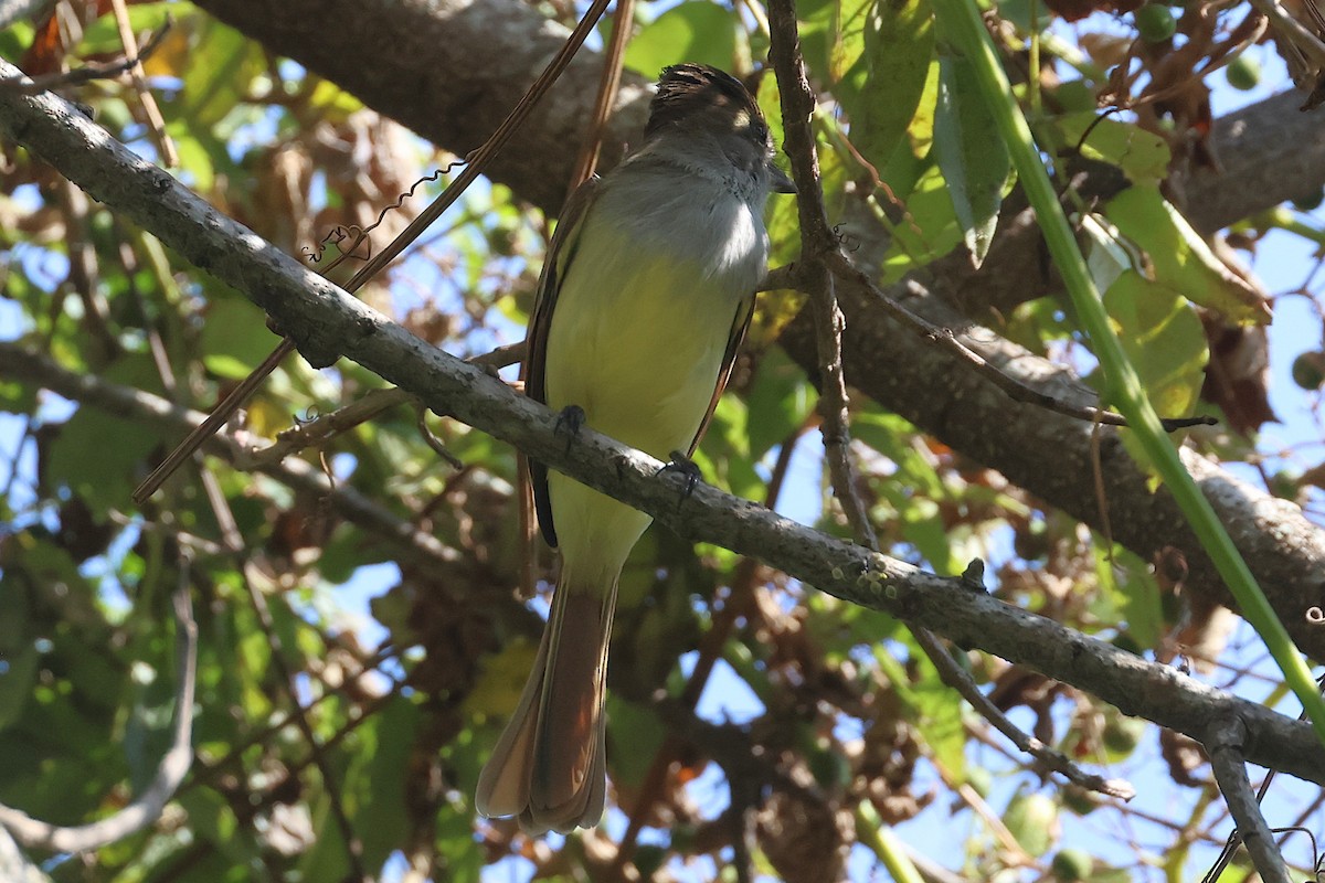 Salvadoran Flycatcher - ML647465053