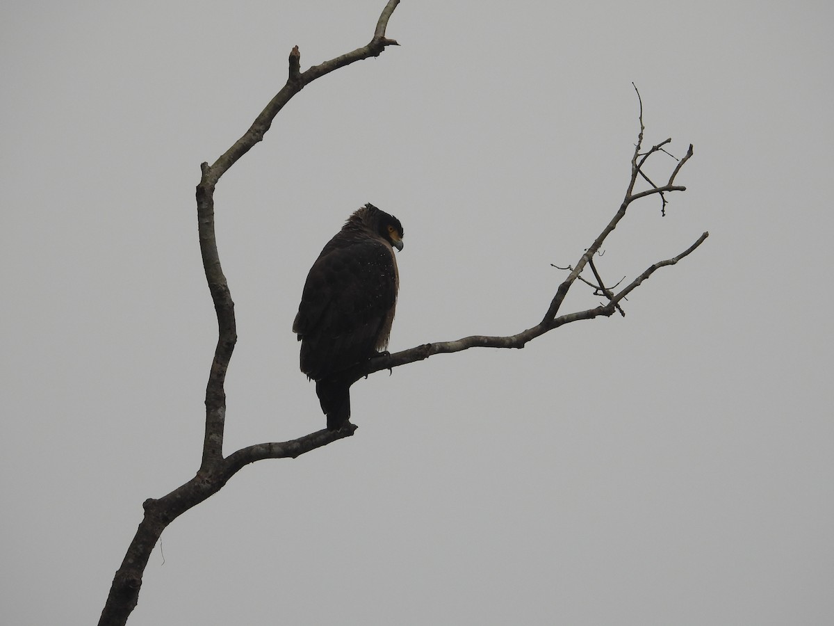 Culebrera Chiíla - ML647465061