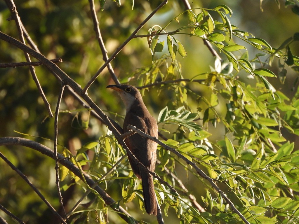 Yellow-billed Cuckoo - ML647465062