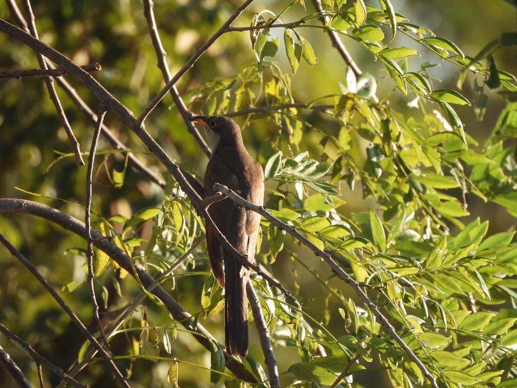 Yellow-billed Cuckoo - ML647465065