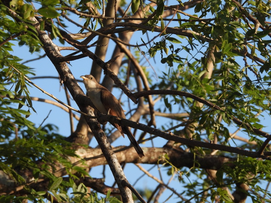Yellow-billed Cuckoo - ML647465068