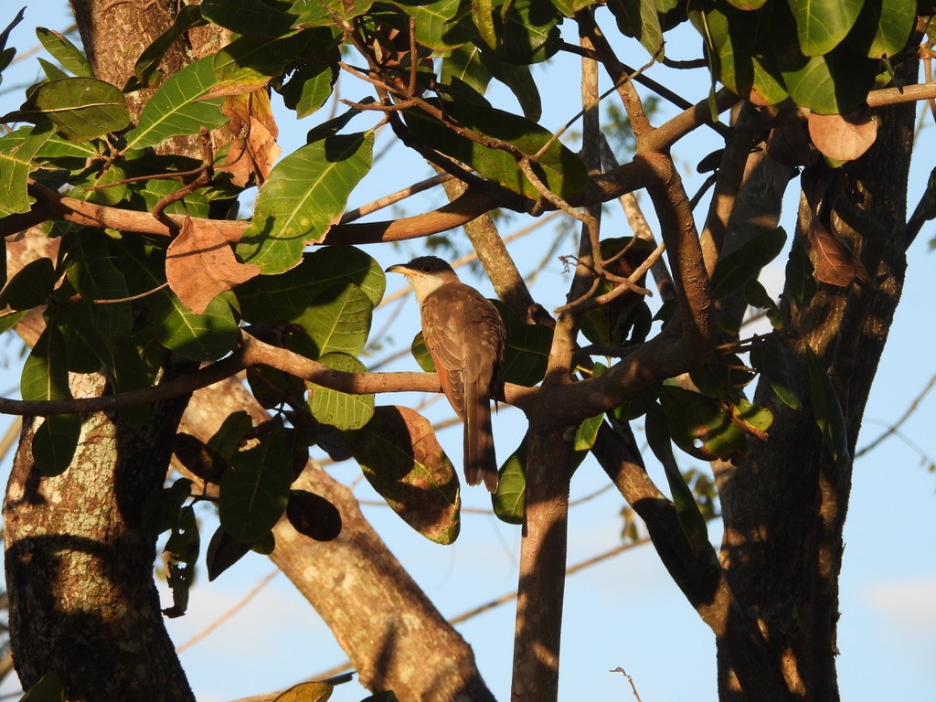 Yellow-billed Cuckoo - ML647465070