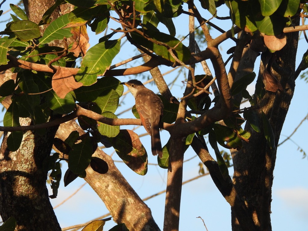 Yellow-billed Cuckoo - ML647465072