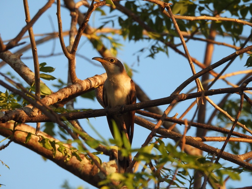 Yellow-billed Cuckoo - ML647465073