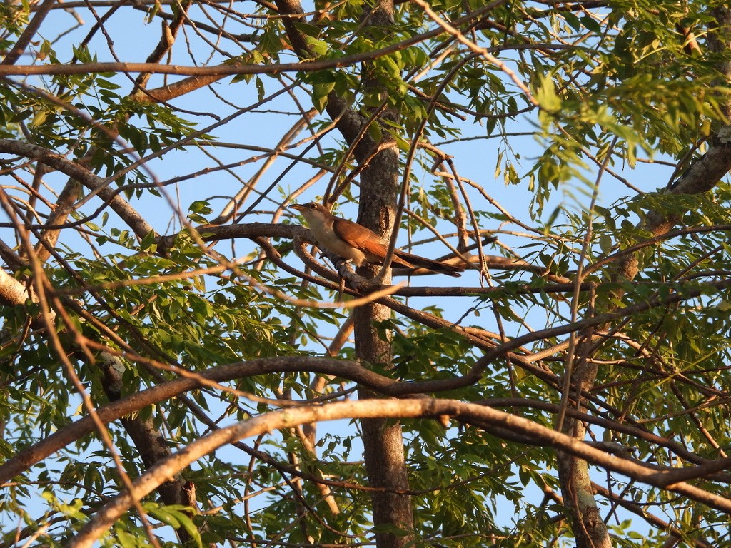Yellow-billed Cuckoo - ML647465075