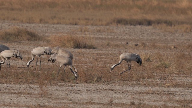 Common Crane - ML647465083