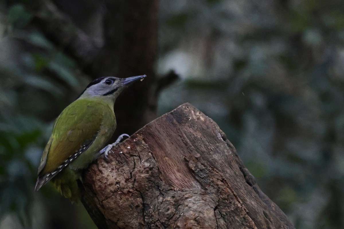 Pic cendré - ML647465092