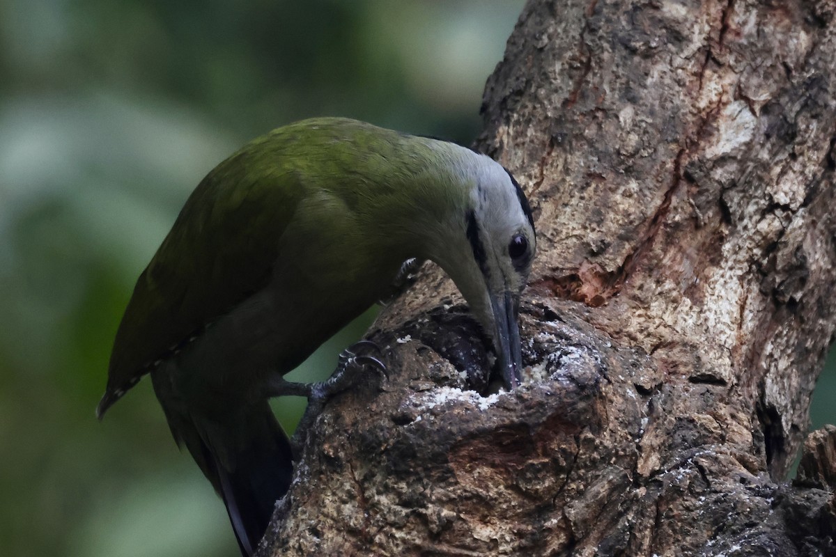 Pic cendré - ML647465093